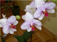 163f6c6b-Picture 1547.jpg